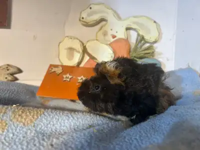 Male Guinea pigs 4 to 6 weeks old, View more