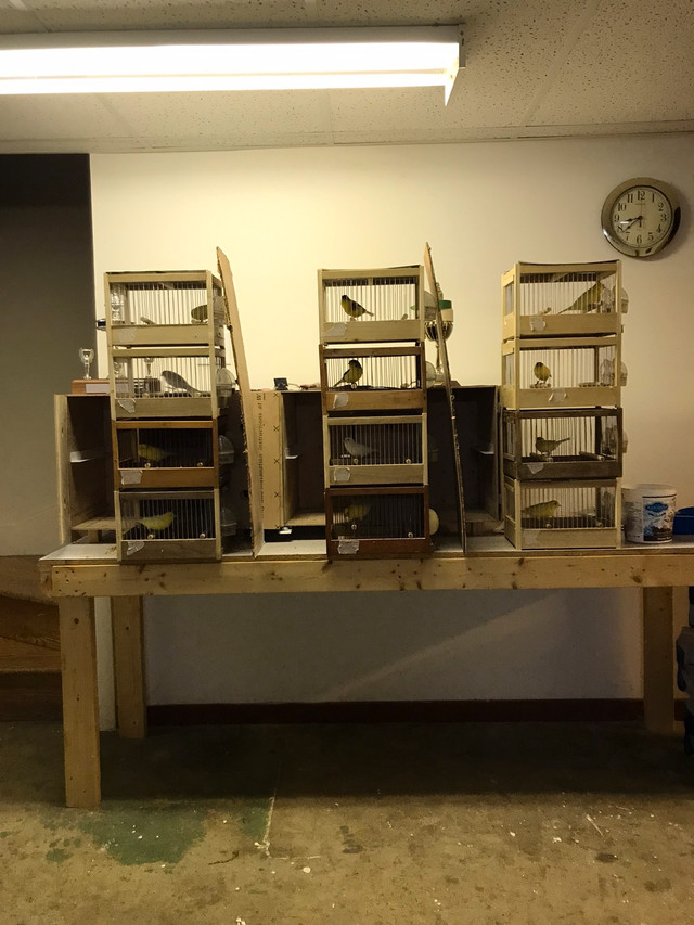 2024 Waterslager Canaries in Birds for Rehoming in Ottawa - Image 2