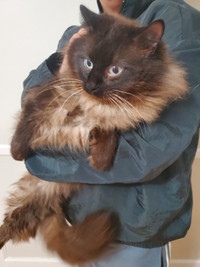Purebred pointed male ragdoll for a new home.  Rehomed already