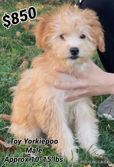 Mini Goldendoodle puppies - Toy Yorkiepoo puppies, View more