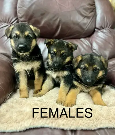 ***PLEASE TEXT OR CALL FOR MORE INFO*** ***PLEASE READ FULL DESCRIPTION FOR INFO*** Beautiful Purebr...