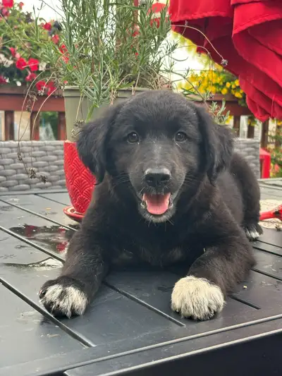 Lab mix 705-990-3944, View more
