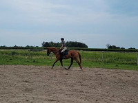 Appendix gelding available for part board 