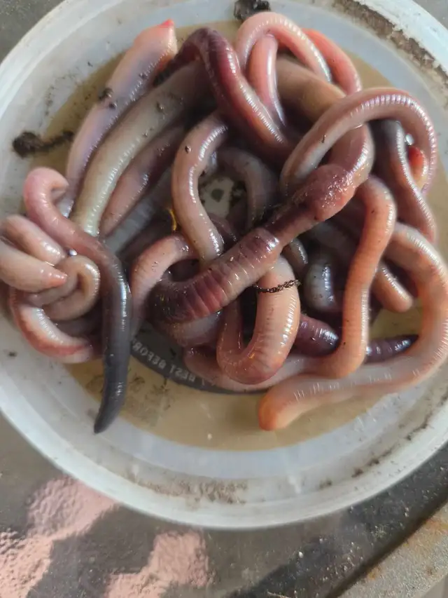 worms for fishing458404549625139201