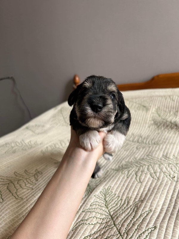 Miniature Schnauzer puppies Dogs & Puppies for Rehoming Sarnia Kijiji
