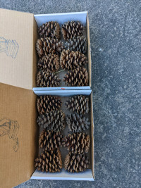 Boxes of pine cones for Christmas crafts 