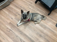 Young purebred Norwegian Elkhound female for rehoming