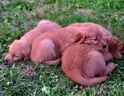purebred golden retriever puppies, View more