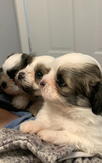 3 Adorable Havashu, non shedding, hyper allergenic puppies