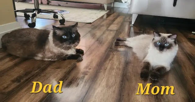 Top‑Quality Ragdoll Male Stud❤️