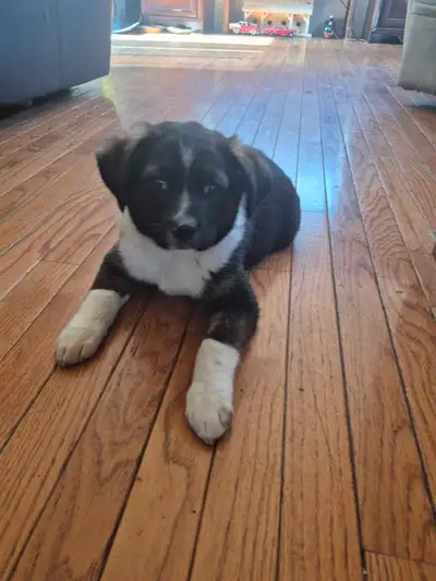 Puppies looking for new homes, View more