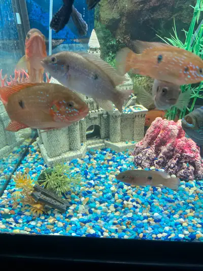 I'm selling a vibrant assortment of African cichlids, known for their striking colours and active be...