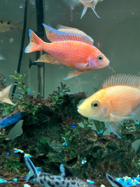 African Cichlid Breeding Groups