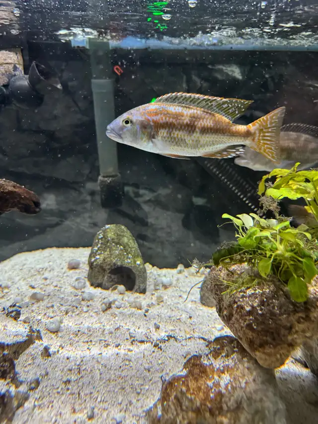 Nimbochromis Fuscotaeniatus in Fish for Rehoming in Mississauga / Peel Region - Image 9