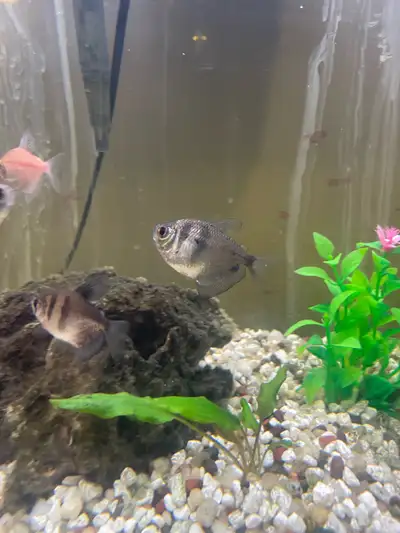 Black/white skirt tetras, View more