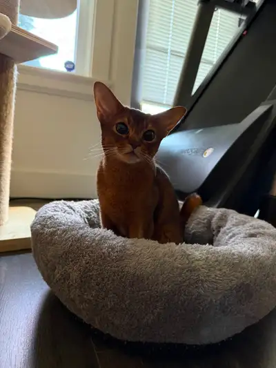 Show Quality CFA Abyssinian (1.5 yrs) - Looking for Forever Home, View more