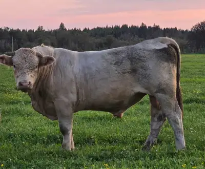 Comercial Charolais Bull, View more