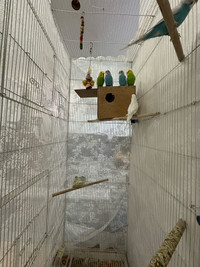6 Budgies with Flying cage and extra  (Price Negotiable)