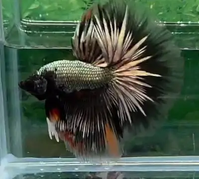 Thailand betta HM betta star gold hawk, View more