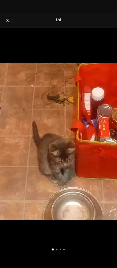 Quatres chaton disponible Laval Deux mâles et deux femmel Pierre 514-206-5052 P.s un mâle gris et bl...