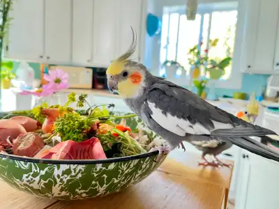 Jeune cockatiel sociable, View more