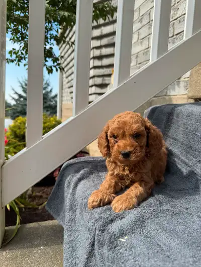 F1B Cockapoo Puppies Ready To Go, View more