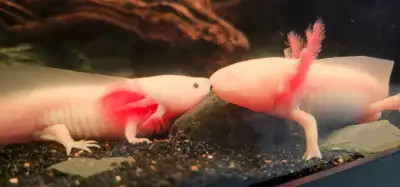 Axolotls - Albino / GFP Hybrid - pokemon, View more