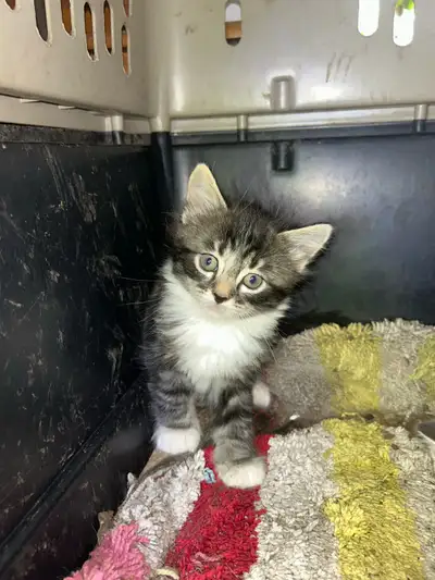 5 Adorable Kittens Looking for New Homes , View more
