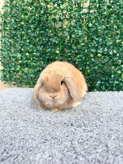 Purebred Holland Lops, View more