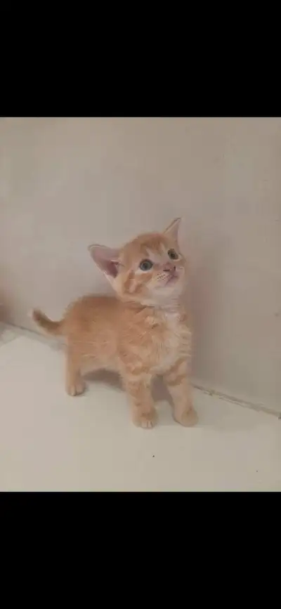 chaton 2 mois, View more