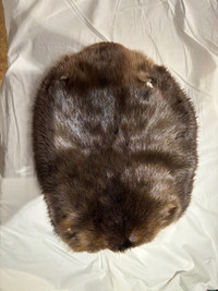 Tanned beaver pelt