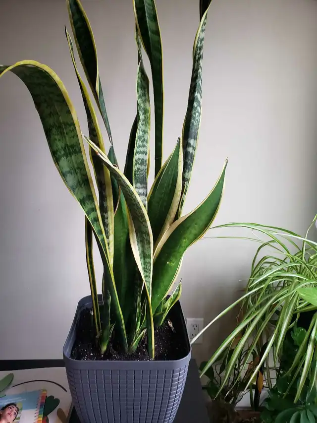 indoor plant in Home Décor & Accents in Oakville / Halton Region - Image 3