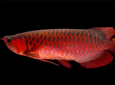 look for Asian arowana or bigger fish, View more