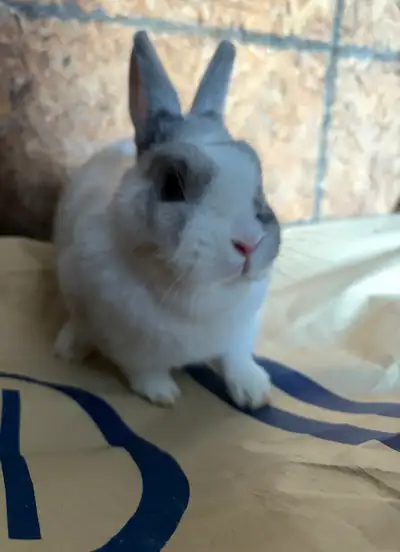 Netherland dwarf female , View more