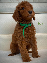 Purebred red standard poodle puppies
