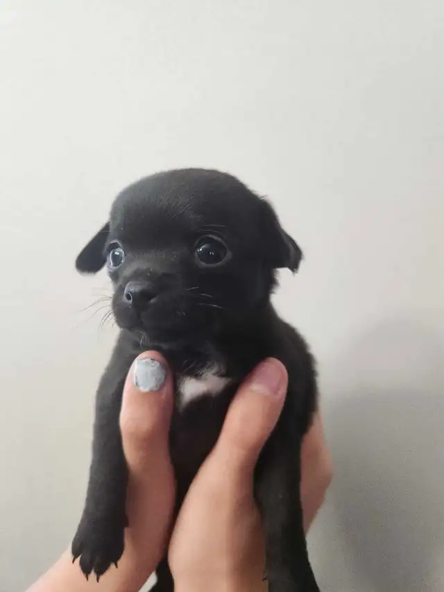 Chihuahua puppies ready now in Dogs & Puppies for Rehoming in Edmonton - Image 8