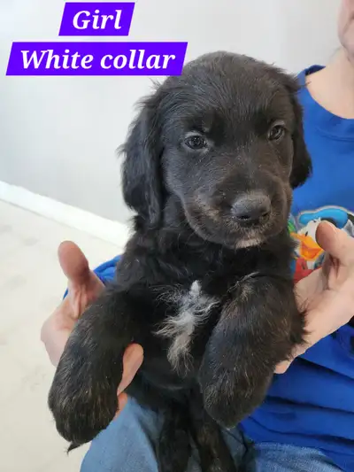 Ultimate Family Puppies, View more