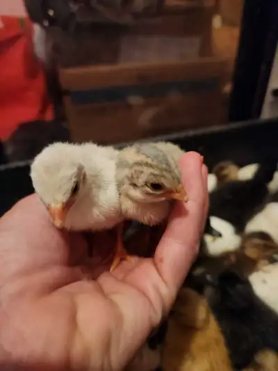Guinea fowl keets & hatching eggs, View more