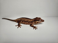 Male Gargoyle Gecko - Rare Maroon Color
