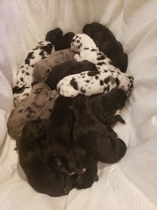 CKC Registered Great Dane Puppies in Dogs & Puppies for Rehoming in City of Toronto - Image 3