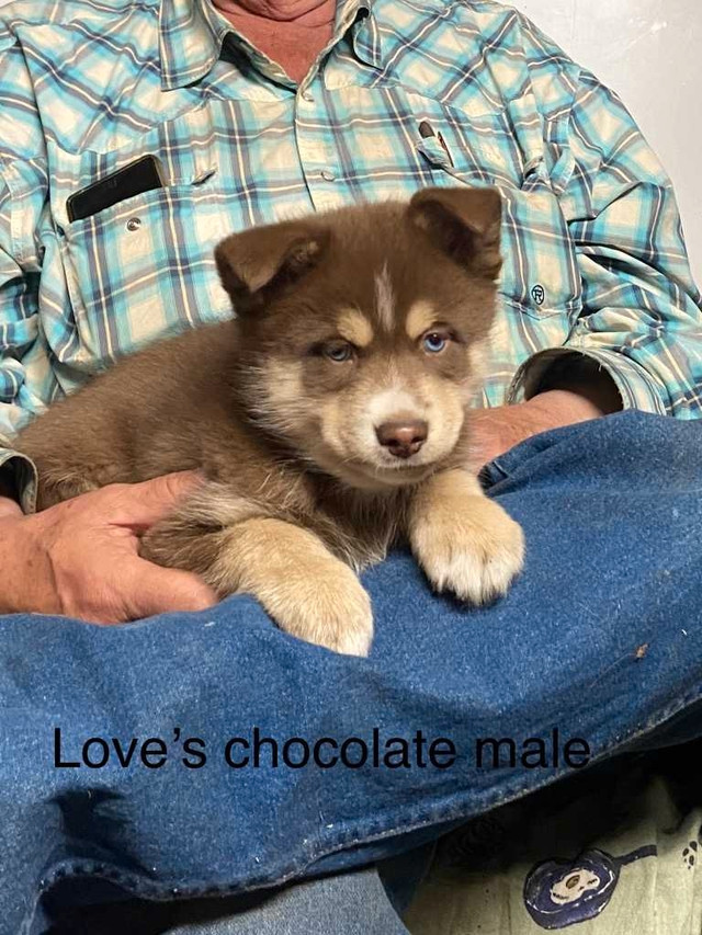 Pomsky Pups - Reduced in Dogs & Puppies for Rehoming in Red Deer - Image 4
