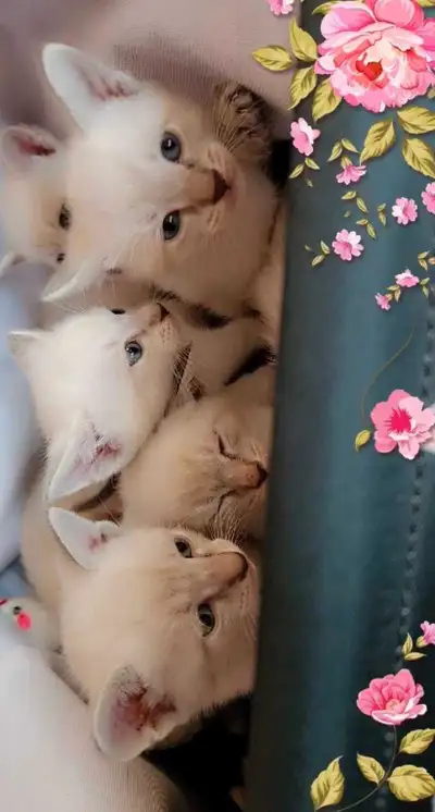 ❤️Mignons Chatons Siamois❤️Beautiful Siamese Kittens❤️, View more