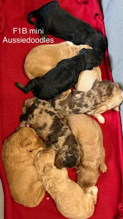 ❤️Adorable F1B aussiedoodles arriving. Cockapoos AVAILABLE, View more