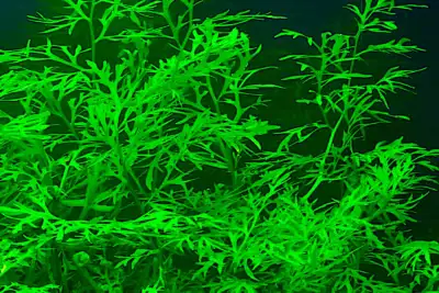 BEAUTIFUL WATER SPRITE, View more