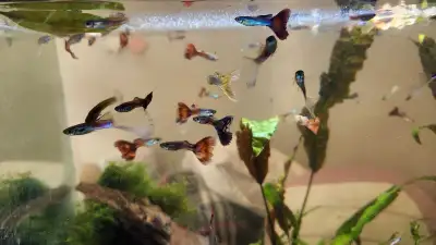 Guppies $1, View more