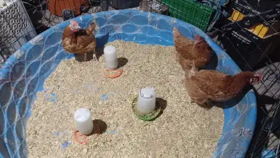 Red sex link laying hens, View more