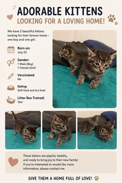 kittens surrey, View more