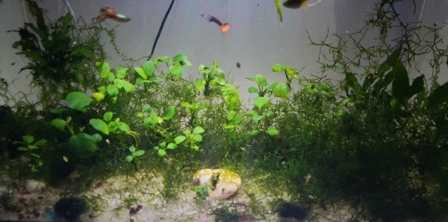 Aquatic plants bundles! in Fish for Rehoming in Trenton