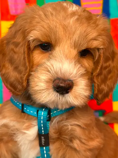 SUNSET TRAILS AUSTRALIAN LABRADOODLES have available gorgeous Multigenerational Australian Labradood...