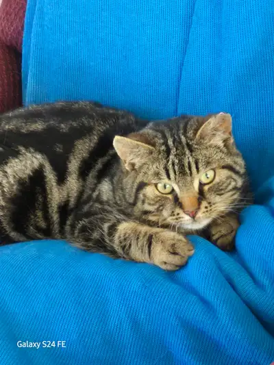 Jeune chat à adopter, View more